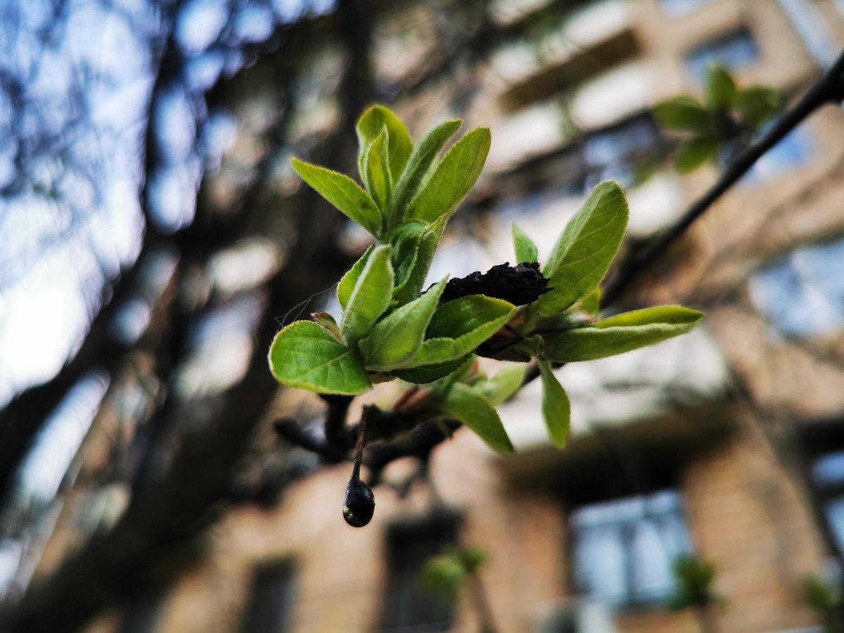 EastKzUK's tweet photo. Bigcitylife, Spring comes to Moscow inspite of quarantine restrictions.. #Russia #Russia #spring2020 #springcomes #QuarantineLife #Moscow #bigcitylife #dayafterday #COVIDー19 #COVID2019 #Москва https://t.co/Jr2fZSPFda