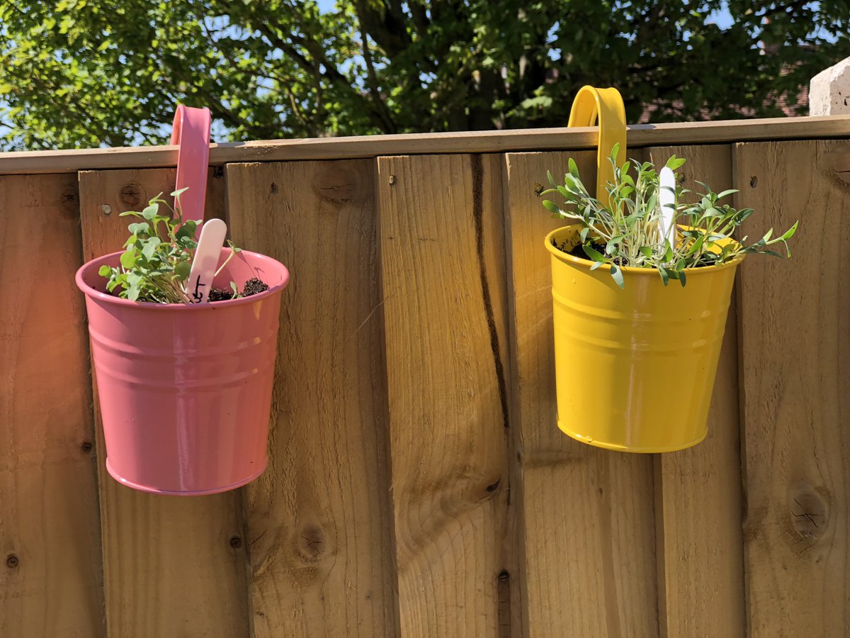bethtalksalot's tweet photo. A little bit giddy about my new found green fingers! I grew these from seeds... (I appreciate this is not much an achievement for most garderners... I’m new to this!) https://t.co/pksUIXm59t
