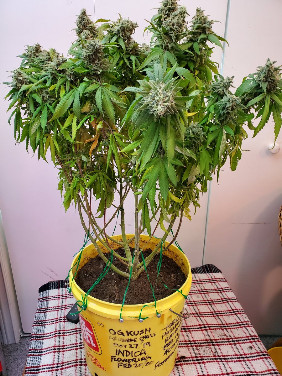 GrowingPots tweet picture