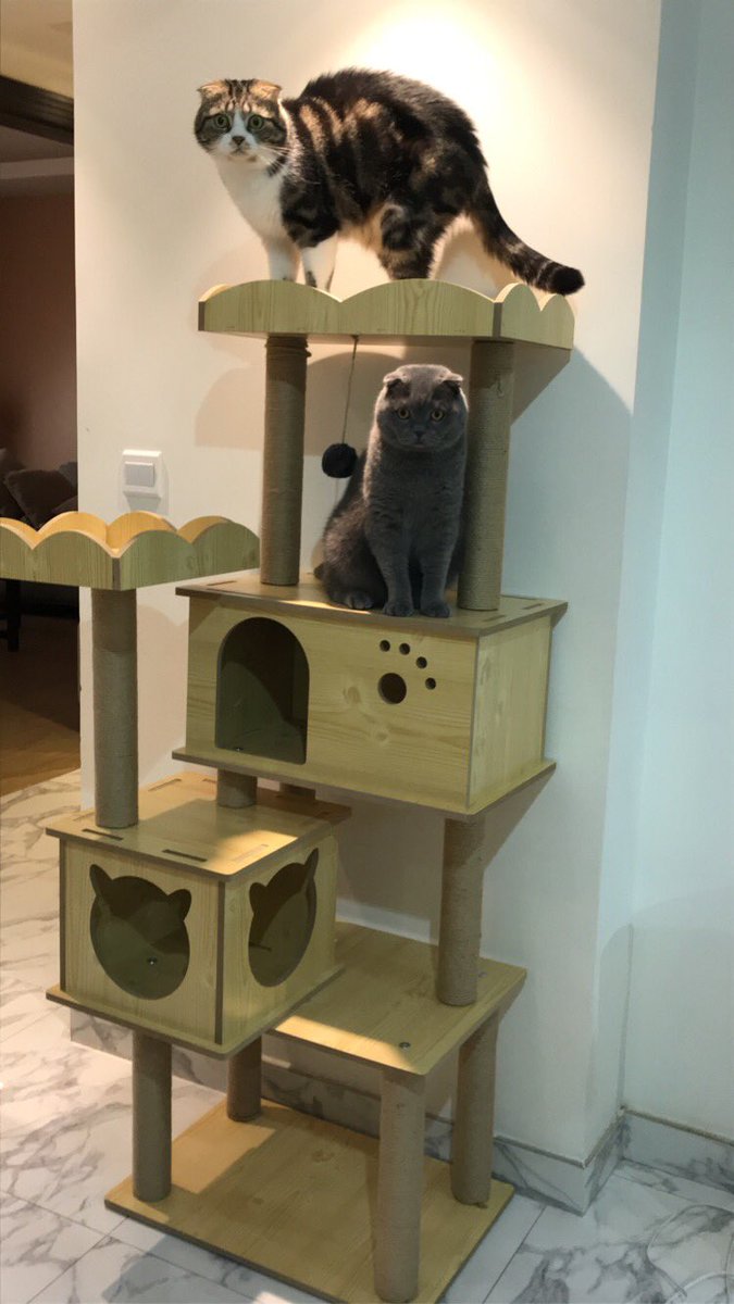tscats_spa's tweet photo. جعله منزل مبارك 😹💓 https://t.co/agZWFIDjAM