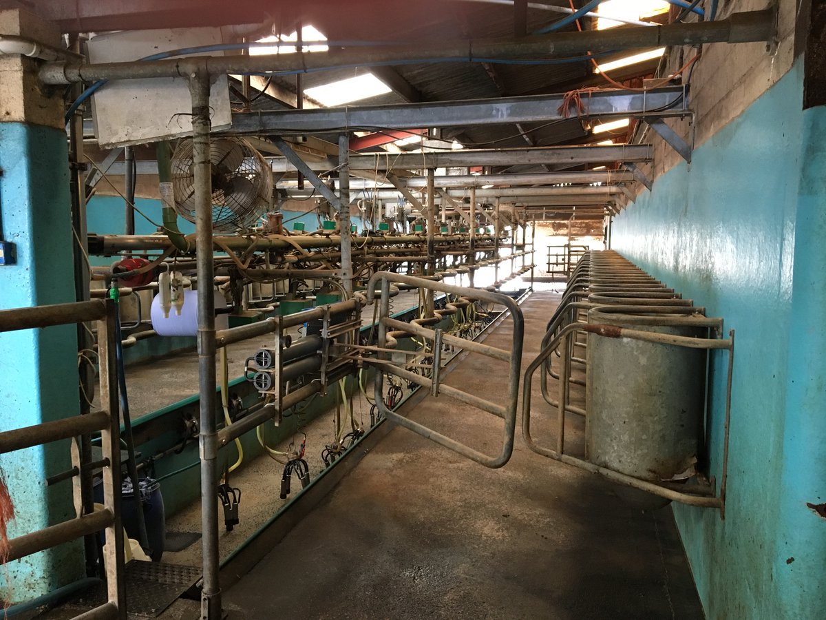 devoncrf's tweet image. Praying today for our dairy farmers in current crisis. For work to support them thru gov't and wider industry to be fruitful and new links in supply chains made with wastage reduced. For all in stress and sorrow we pray for Easter hope and help in trouble farminghelp.co.uk