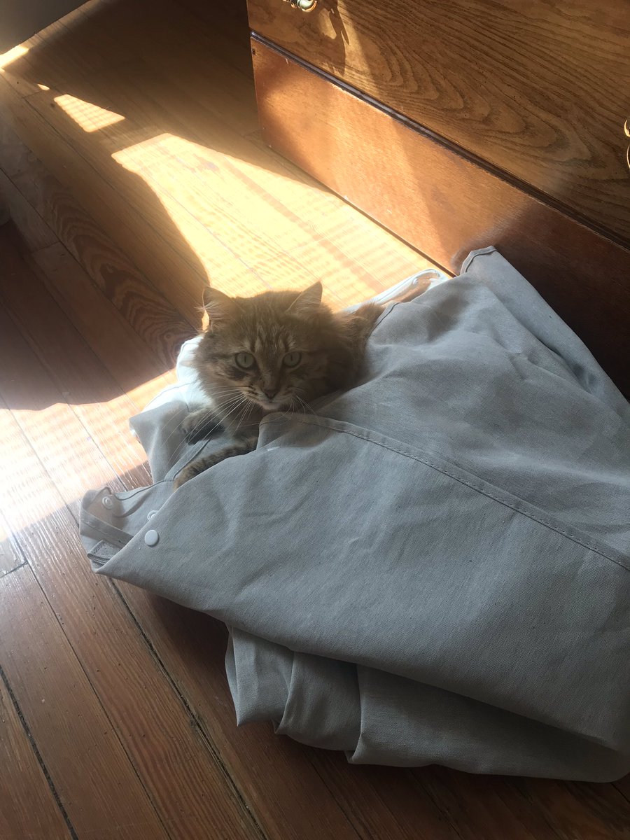 How many photos can I take of my cat during quarantine?