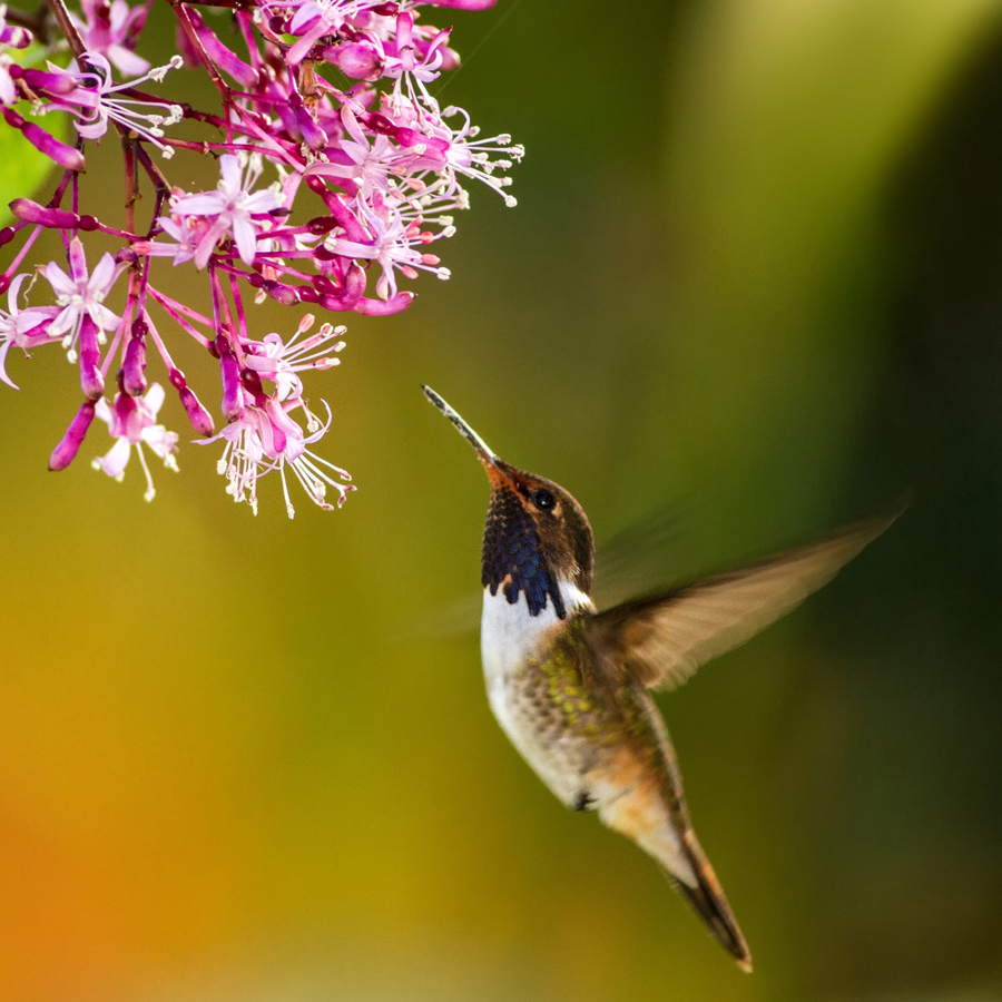 Attract hummingbirds to your garden by adding plants that provide food, shelter, and resting places. Our hummingbird-attracting shrubs and perennials offer a variety of bloom times, and if planted to flower throughout the seasons, will provide plenty of nectar. #waysidegardens