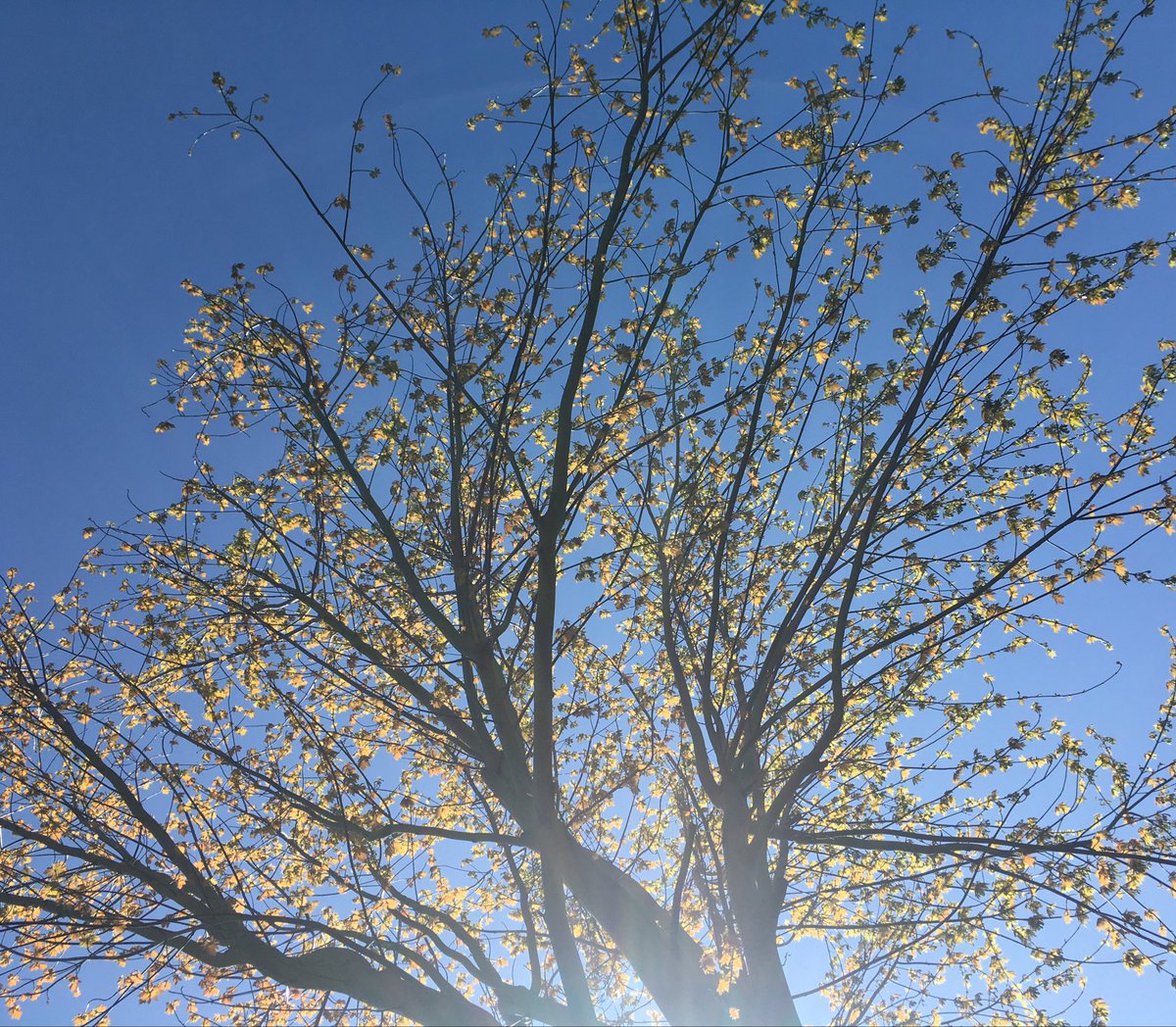 CREducATE's tweet photo. Due to my uncharacteristically angsty, reactive and provocative tweet below I feel I need to counter it...
Look: trees!
#nature #Spring #blossom #NaturalSplendour https://t.co/BO6tcEtEEZ