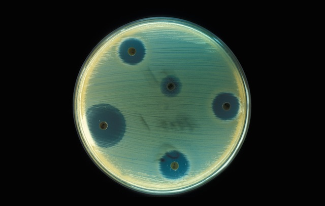 In 1928, Alexander Fleming returned from holiday to find some petri plates of bacteria he'd been studying were contaminated with a green mould, and in the plates where the mould was growing, there was a wide margin around its edges where the bacteria seemed to have been killed.