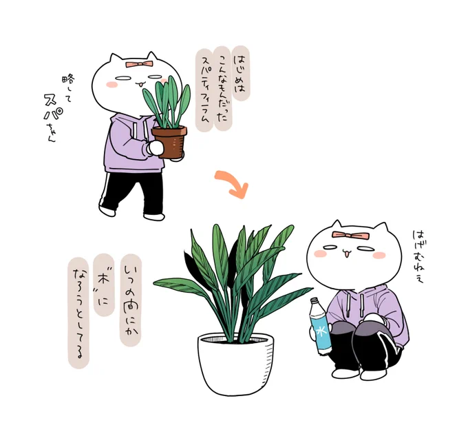 我が家の植物を紹介するぜ 