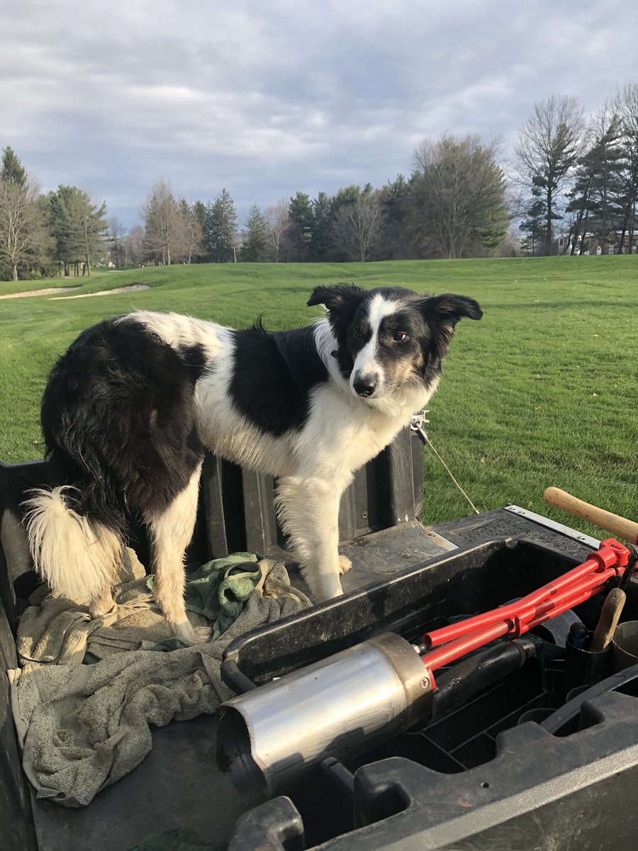 My helper today changing cups #nogeese #ben