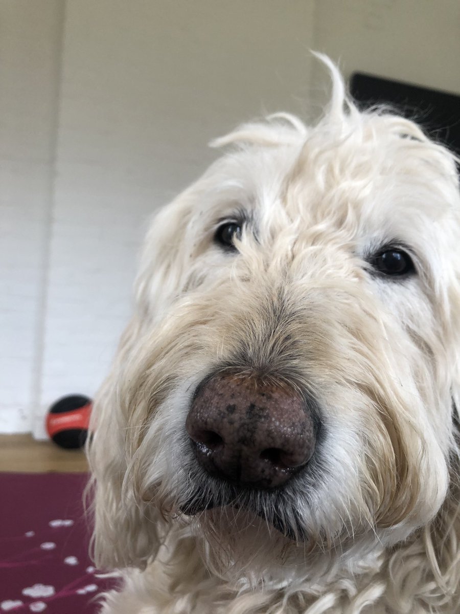 lesmurray's tweet photo. @alanthomasdoyle Lol...we’re lying in bed remembering you on a Sunday beer fest stage is TO with our dog Bella on stage watching ya.. https://t.co/lS6lALFa69