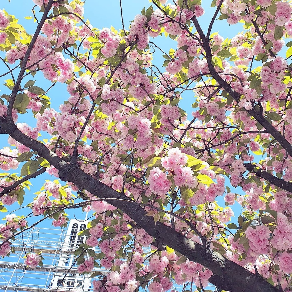 SaritLovesLife's tweet photo. Berlin Moabit, April 2020.
.
.
#springinberlin #spring frühling #stayhome #bleibzuhause #wirbleibenzuhause https://t.co/Dp1dLZ3rCv https://t.co/PYBmf3GJgM