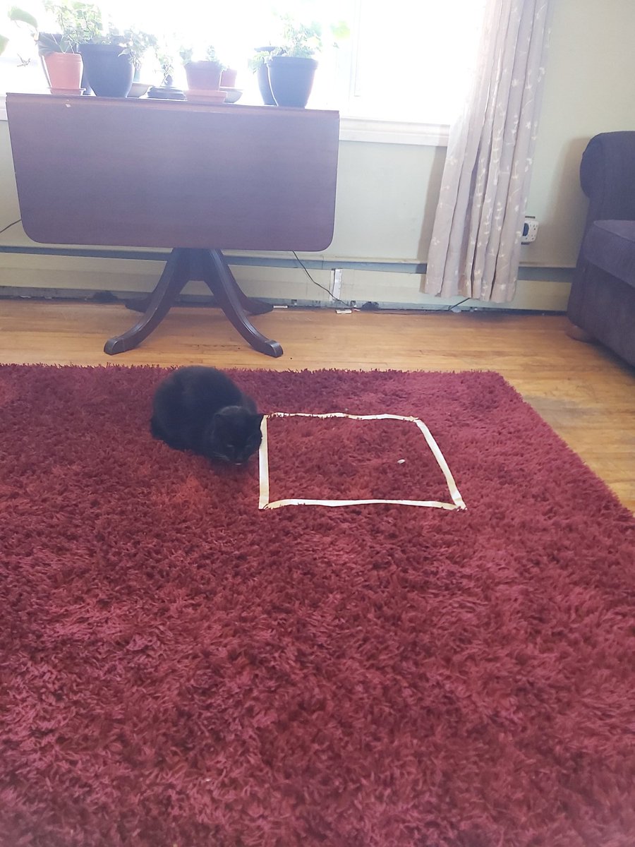 WPapadopoulos's tweet photo. Breaking news...she moved. https://t.co/WFfPoWAr7E