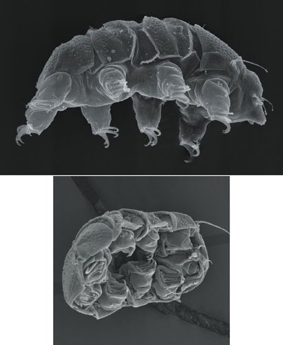 KeithPiccard's tweet photo. @Yara_Haridy A tardigrade in cryptobiosis (image by American Scientist) #RowndAnimals https://t.co/tnnMh9ah95
