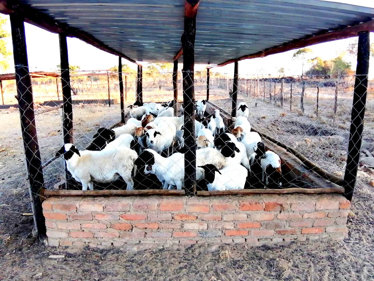 rarecrayfarms's tweet photo. We quickly realized that diversification was the way forward. We started off our sheep project with x15 cross ewes, x2 pure-breed ewes and x1 pure-breed ram. #smallscalefarming #farminginzimbabwe #raisingsheep #agribusinesszw  #farminginzimbabwe #dorpersheep #rarecrayfarms https://t.co/tvTRmI21NO