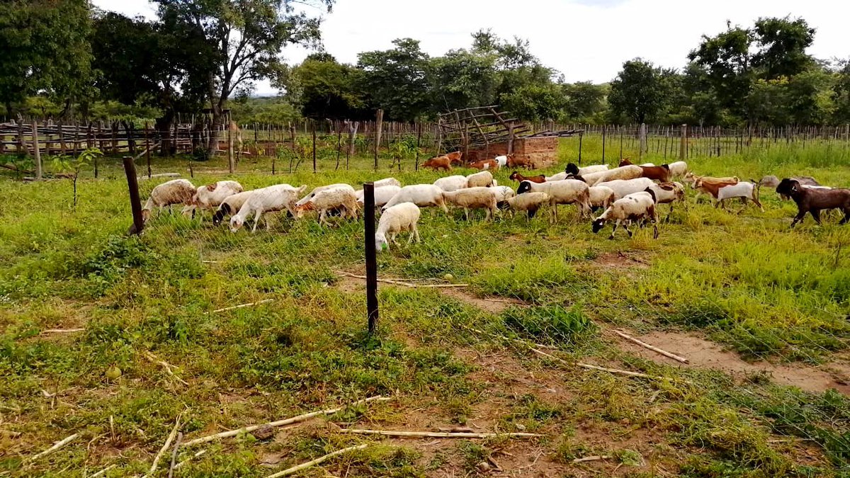 rarecrayfarms's tweet photo. We quickly realized that diversification was the way forward. We started off our sheep project with x15 cross ewes, x2 pure-breed ewes and x1 pure-breed ram. #smallscalefarming #farminginzimbabwe #raisingsheep #agribusinesszw  #farminginzimbabwe #dorpersheep #rarecrayfarms https://t.co/tvTRmI21NO