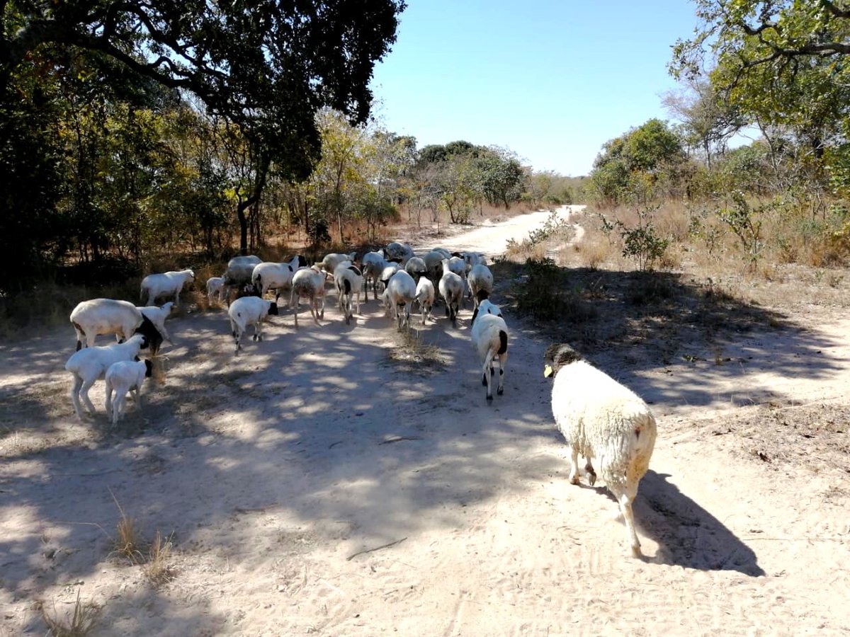 rarecrayfarms's tweet photo. We quickly realized that diversification was the way forward. We started off our sheep project with x15 cross ewes, x2 pure-breed ewes and x1 pure-breed ram. #smallscalefarming #farminginzimbabwe #raisingsheep #agribusinesszw  #farminginzimbabwe #dorpersheep #rarecrayfarms https://t.co/tvTRmI21NO