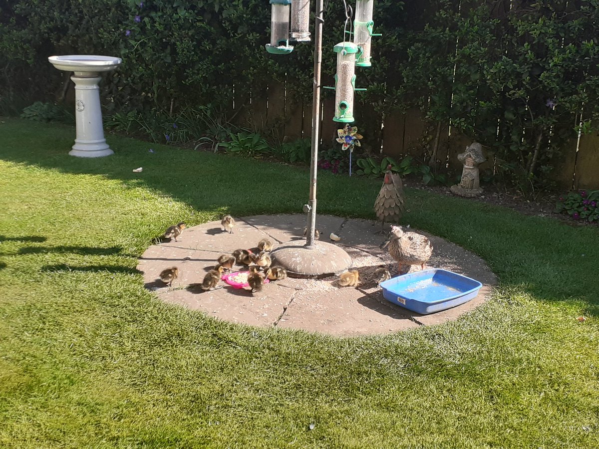 emma_chilver's tweet photo. Only 13 ducklings today. And she has a bald head with some.blood on. I think a drake might of had her at some point. https://t.co/ZoL1qP1YAj