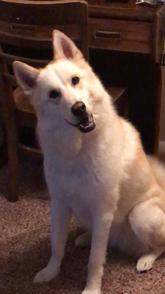 OutGrindU's tweet photo. Daisy Doodle ❤️🐕🐕🐾🐾💛 https://t.co/NcLRyb66uD