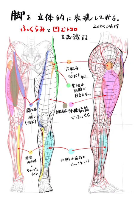 しばらくぶりの人体構造スケッチ。脚部の筋肉とアウトライン。
自分の場合、表現として使いたいというより構造自体に興味があるんだなぁと思う。 