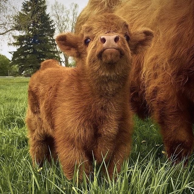 madeofsilk's tweet photo. baby cows in flower fields. https://t.co/bebk9M8Uaj