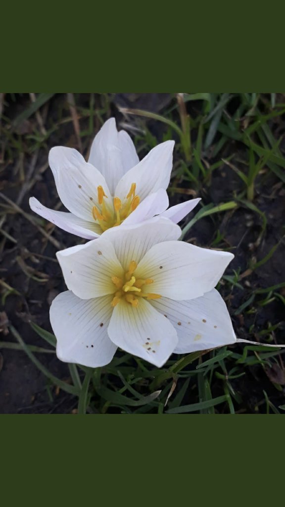 Tu çeleng î kulîlke, dinya li hêlekê tu li hêlekê🌼

Çok güzelsin ey çiçek , dünya bir yana, sen bir yana 🌼

  #birkürtçesöz