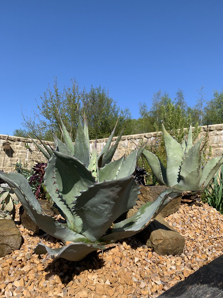 BruceBigPlant's tweet photo. If I can’t go to Mexico I’ll bring it here! Just turn my herb bed into an arid mountain side. Well I have too much time and can’t sit still and look at the sky. Now..where did I put the tequila!
#desertgardeninguk #aridplants #agavesuk #hardysucculents https://t.co/0RMRjxYCOa