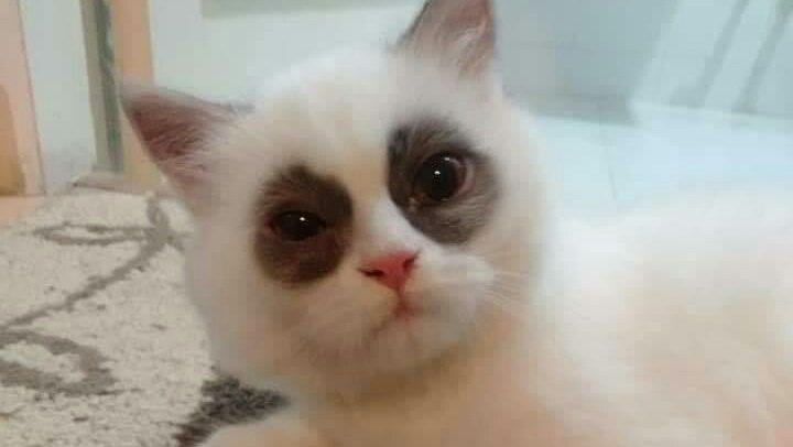 10gurlies's tweet photo. ak selama sebulan terakhir https://t.co/QwS5zfMywt