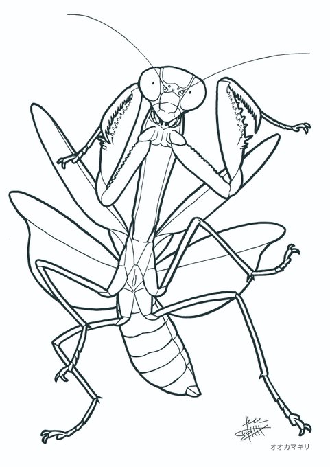 カマキリのtwitterイラスト検索結果 古い順 カマキリのtwitterイラスト検索結果 古い順