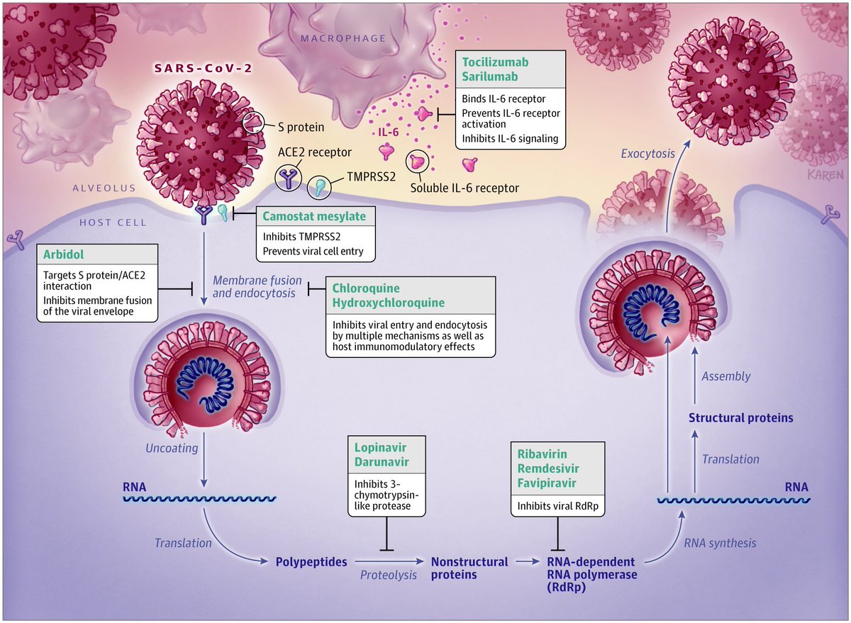 jbeckesmay's tweet photo. Good visual representation of the mechanism for possible #covid19 treatments from @JAMA_current #MedTwitter #COVID19FOAM 

https://t.co/9Txcy9GFSx https://t.co/SUftyJawSU