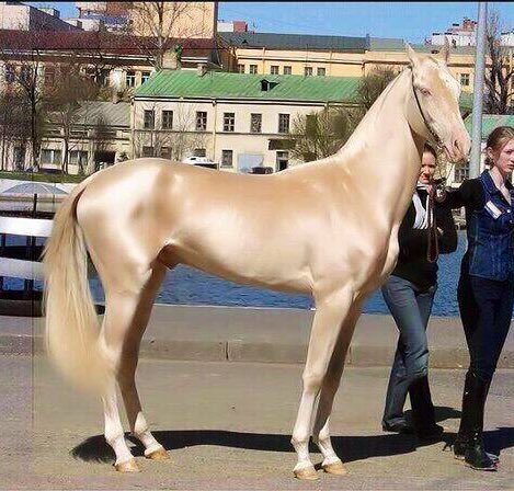 地球上で一番美しい生き物は馬 これを見れば多くの人が納得 話題の画像プラス