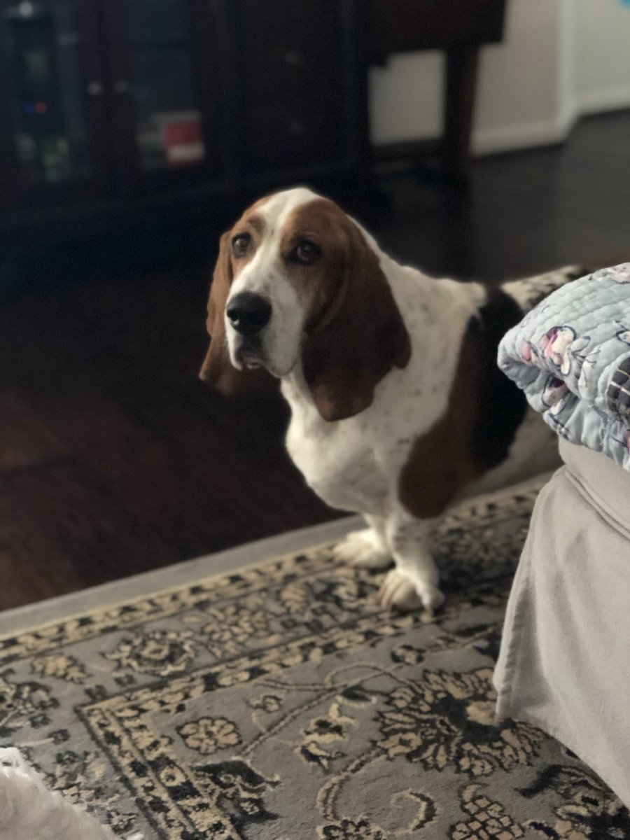 “Groovin' on a Sunday afternoon
Really couldn't get away too soon
I can't imagine anything that's better
The world is ours whenever we're together
There ain't a place I'd like to be ...”
#bassethound #music #dogs #dogsoftwitter #marvingaye #therascals