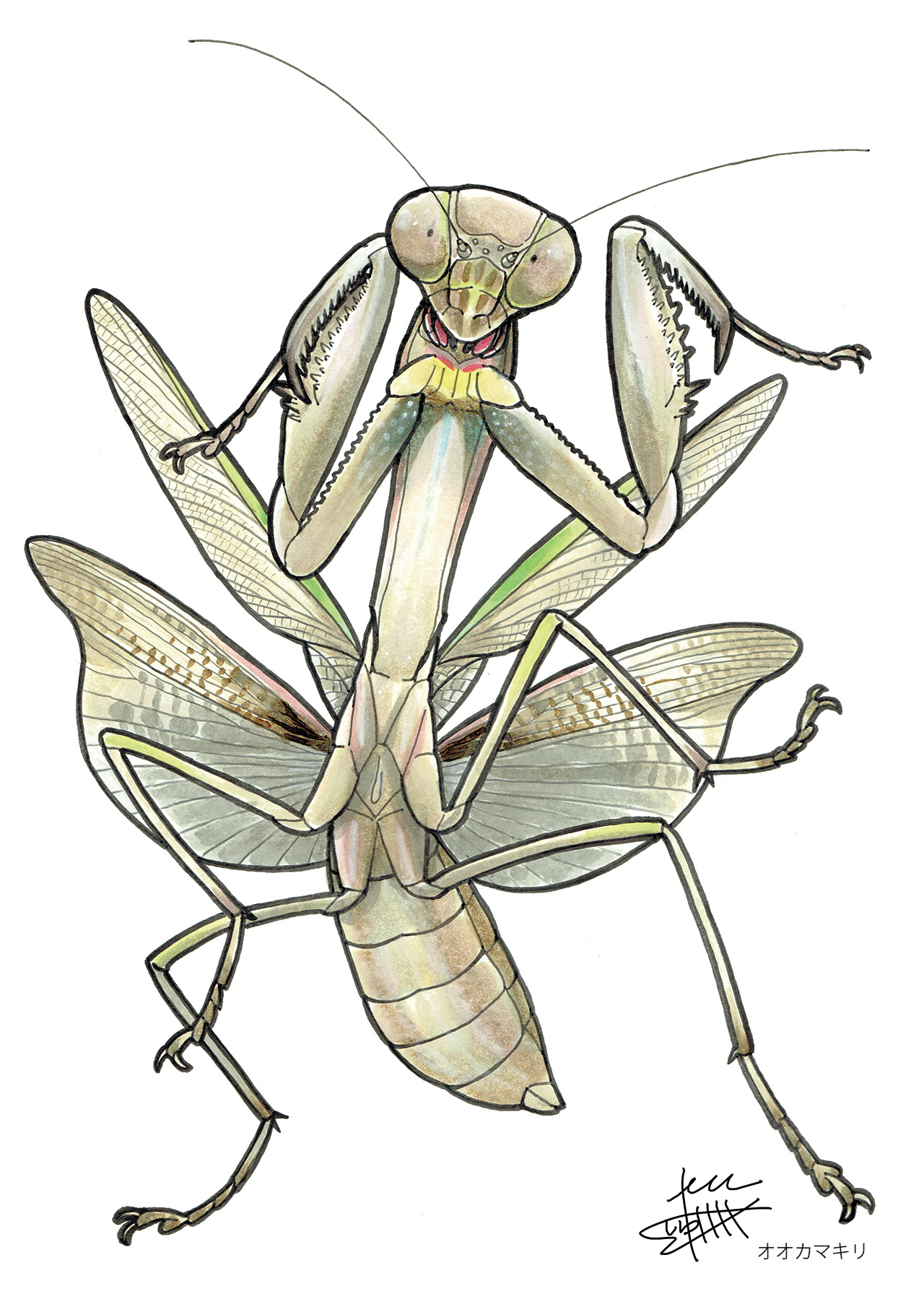 染色絵画 カマキリ