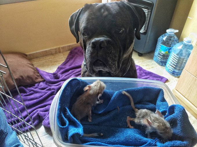 3 horas despu&eacute;s de nacer su hermano mayor siempre protector, cualquiera se acerca a las chinchillas.<a href="/tag/family"class="tags"><span>#family</span></a><a href="/tag/brothers"class="tags"><span>#brothers</span></a><a href="/tag/puppy"class="tags"><span>#puppy</span></a><a href="/tag/canecorso"class="tags"><span>#canecorso</span></a><a href="/tag/jake"class="tags"><span>#jake</span></a><a href="/tag/chinchillas"class="tags"><span>#chinchillas</span></a>