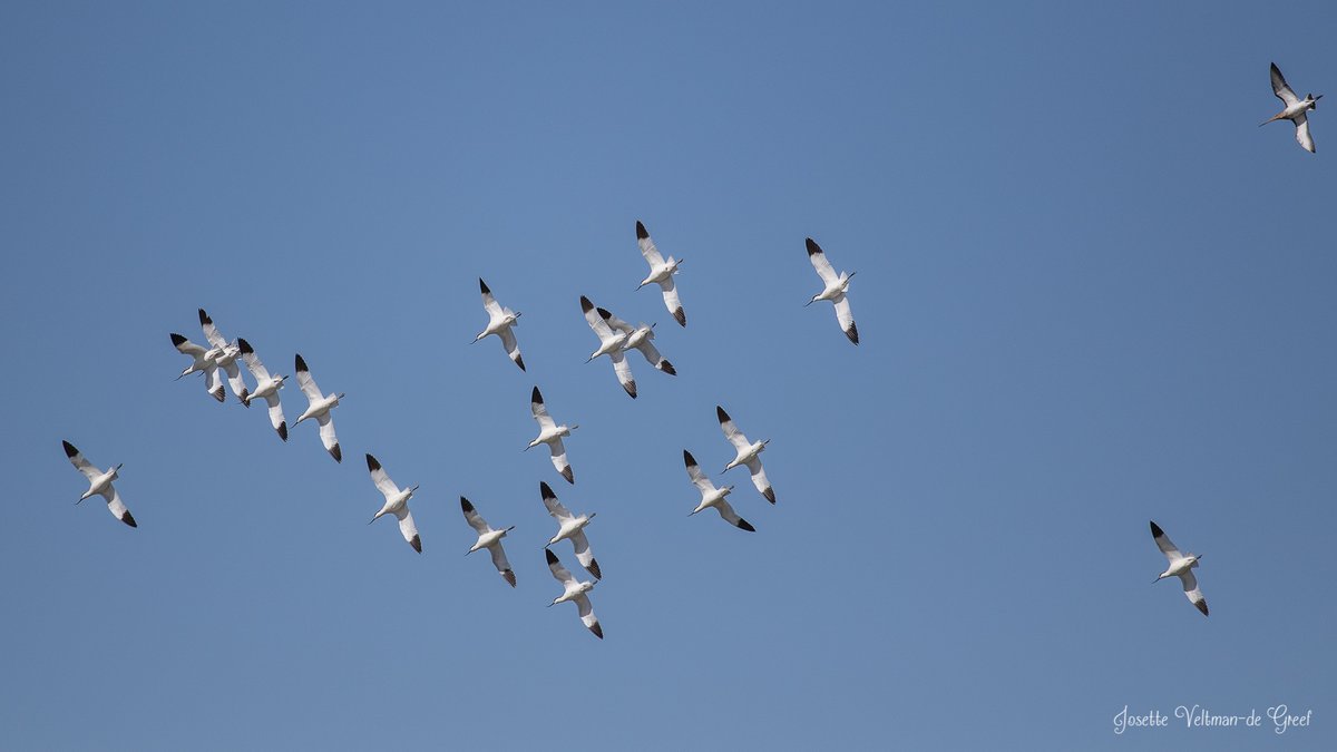 Joz1969's tweet photo. De Kluten in de #Vreugderijkerwaard lieten zich van 2 kanten zien. @rtvoost @LandschapOV @DeVreugdehoeve @Natuurmonument @vogelnieuws @VroegeVogels https://t.co/ipf1QOsHJx