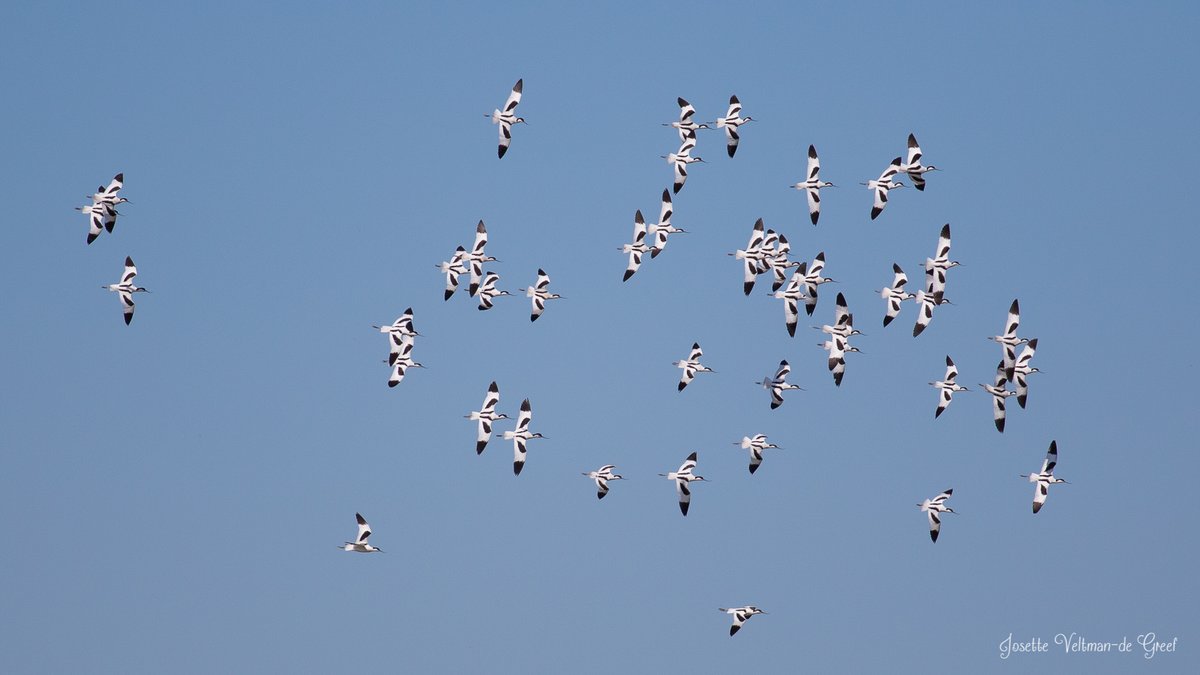 De Kluten in de #Vreugderijkerwaard lieten zich van 2 kanten zien. <a href="/rtvoost/">RTV Oost</a> <a href="/LandschapOV/">Landschap Overijssel</a> <a href="/DeVreugdehoeve/">De Vreugdehoeve</a> @Natuurmonument <a href="/vogelnieuws/">Vogelbescherming NL</a> <a href="/VroegeVogels/">Vroege Vogels</a>