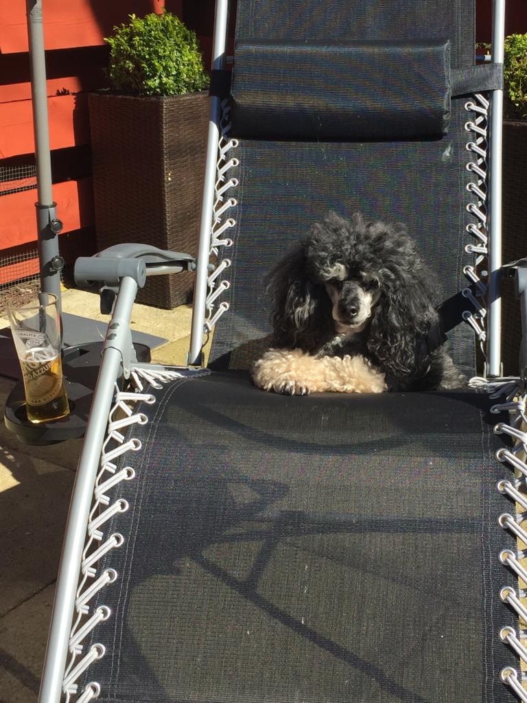 johnnyburns1888's tweet image. Ma beautiful Lola on a lounger having a Peroni❤️#phantompoodle