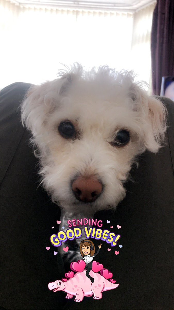 Kaz_Spencer83's tweet photo. #sundaychills #furbestbuddy #prehaircut 🐶❤️ https://t.co/R6aDcPcuSW