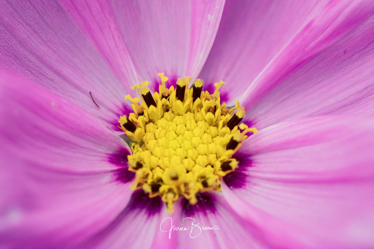 JessBroomPhoto's tweet photo. To add a bit of beauty to your day... https://t.co/6UNI7OcpQ1 https://t.co/lk8y25Ie3g