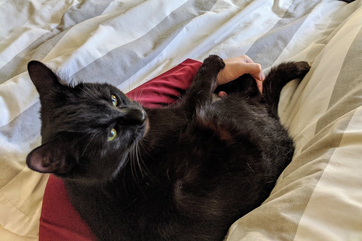 Took this a week ago. During the night he purrs in my face until I create a loop with my arm for him to sleep in.He shuffles around until his back paws are in my hand, for whatever reason.I& #39;d quite like him to come & do this again.