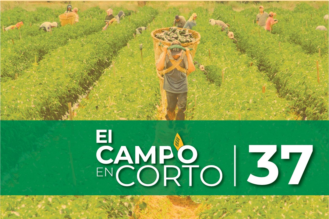 Secretaría de Agricultura y Desarrollo Rural tweet media