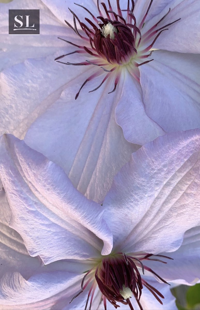 slgparrish's tweet image. “WATCHFUL” Love these two #clematis blooms in tandem. #slgparrish #okc #faith #hope #prayalways #fineartphotography #okeeffe