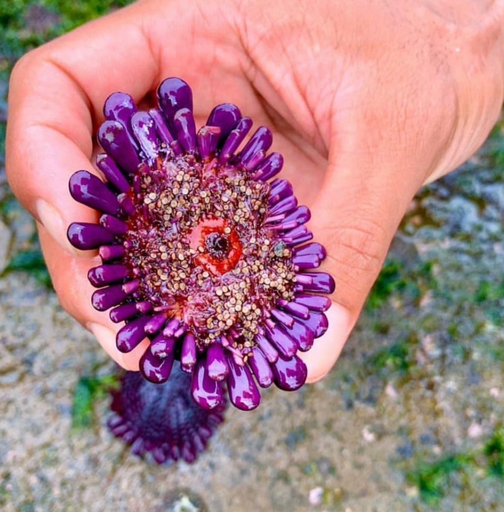 j_omania's tweet photo. قنفذ الخوذة أو قنفذ البحر 
 هو نوع من قنفذ البحر في عائلة Echinometridae. في هاواي ، تُعرف باسم "كوبالي" والتي تُترجم إلى "التشبث الجرف". تم العثور عليها على شواطئ المد والجزر التي اجتاحتها الأمواج في منطقة المحيط الهادي الهندي الغربي ، وخاصة على شواطئ هاواي.
#شبكة_الساحل_العماني https://t.co/3208j29Ty5