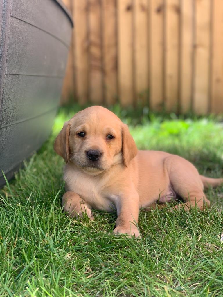 dht27's tweet photo. Meet Sulley 🐾#MyQVCPet https://t.co/jTJHYUK4zl
