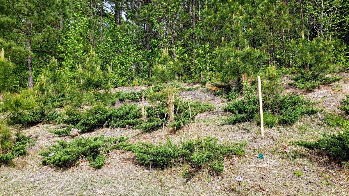 kalvetu's tweet image. வீட்டின் பின்பகுதியில் (backyard) சரிவான பகுதி (slope) உண்டு. அதில் சில வேலைகளைச் செய்ய வேண்டுமென்பது 5 வருடங்களுக்கும் மேலான திட்டம். பணம்&amp;amp; நேரமின்மையால் தள்ளிப்போய்க்கொண்டே இருந்தது.
#BackyardProject 
#2020_Initiative 

1/