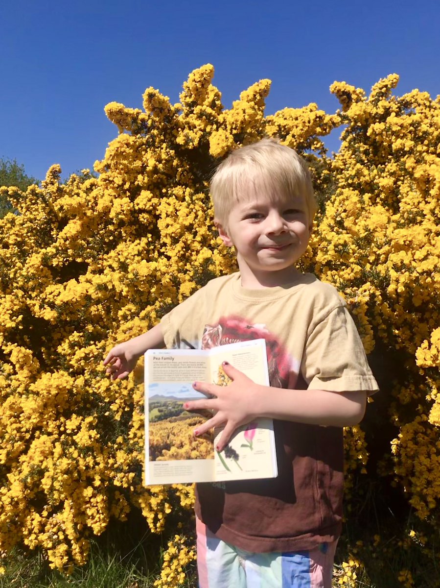 2. Gorse. Just look at those flowers against that sky! Careful though - it’s covered in spikes. Smells like a day at the beach.  #twopointsixchallenge  #wildflowers  #tootingcommon  #bowelcancer  #fundraising  @bowelcanceruk