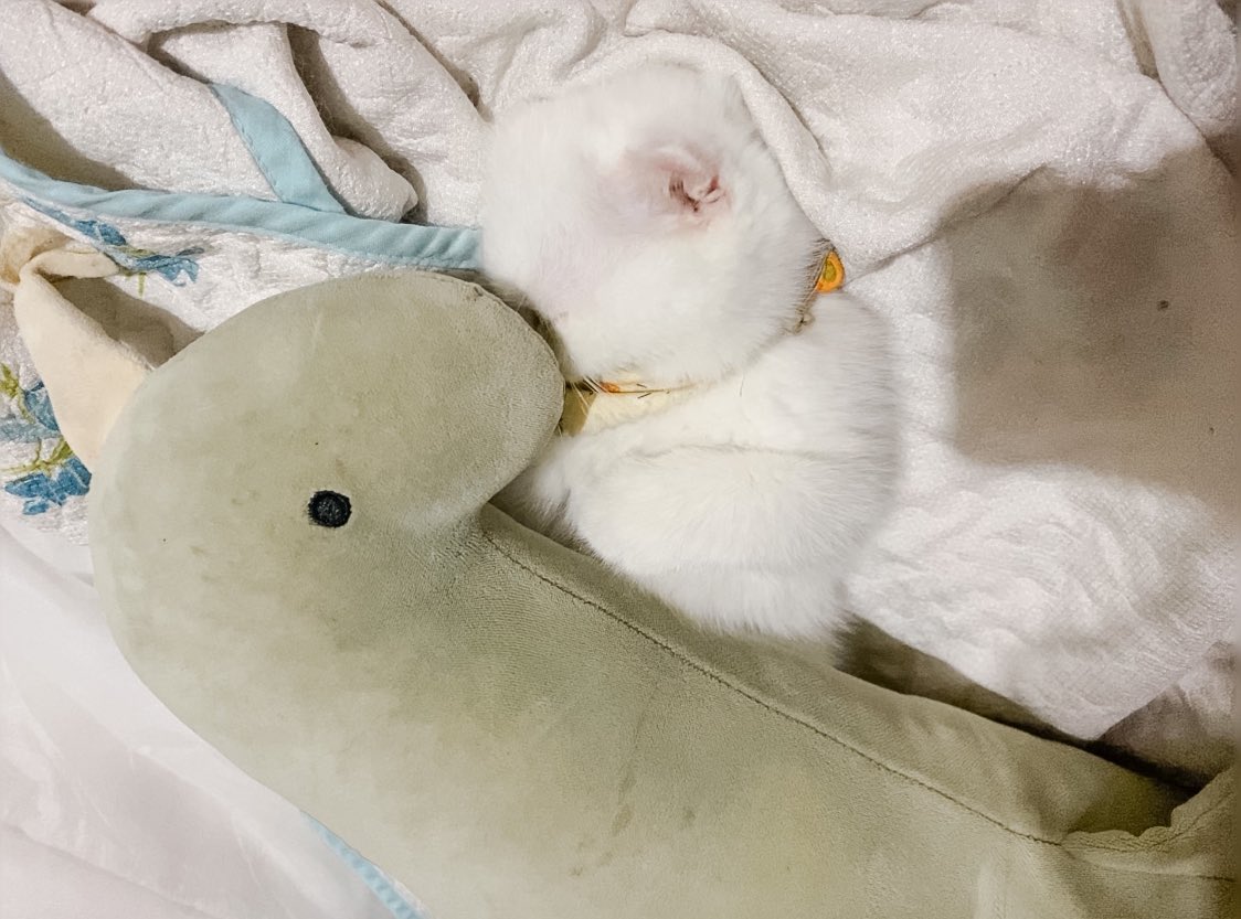 awwwfluffy's tweet photo. กุดไน้คิสพี่ไดโนเฉาแล้วหลับปุ๋ย https://t.co/nVf00SO5PD