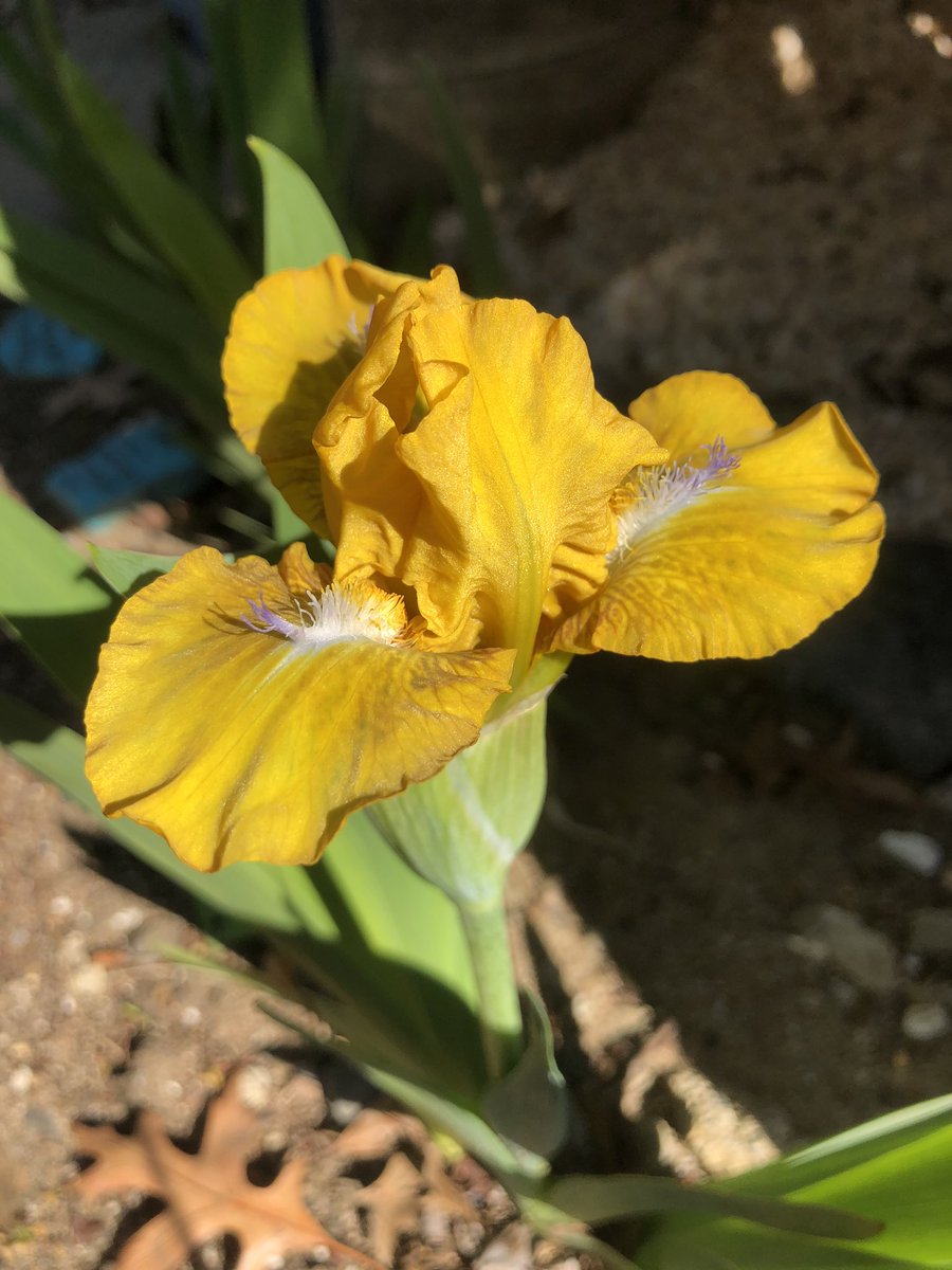 MikeHeter's tweet image. More #iris action at #HetersGarden - this one is #SDB #GoldenFolly by Mike Sutton - introduced in 2012. #irisgermanica #beardediris #newjersey #gardenstate
