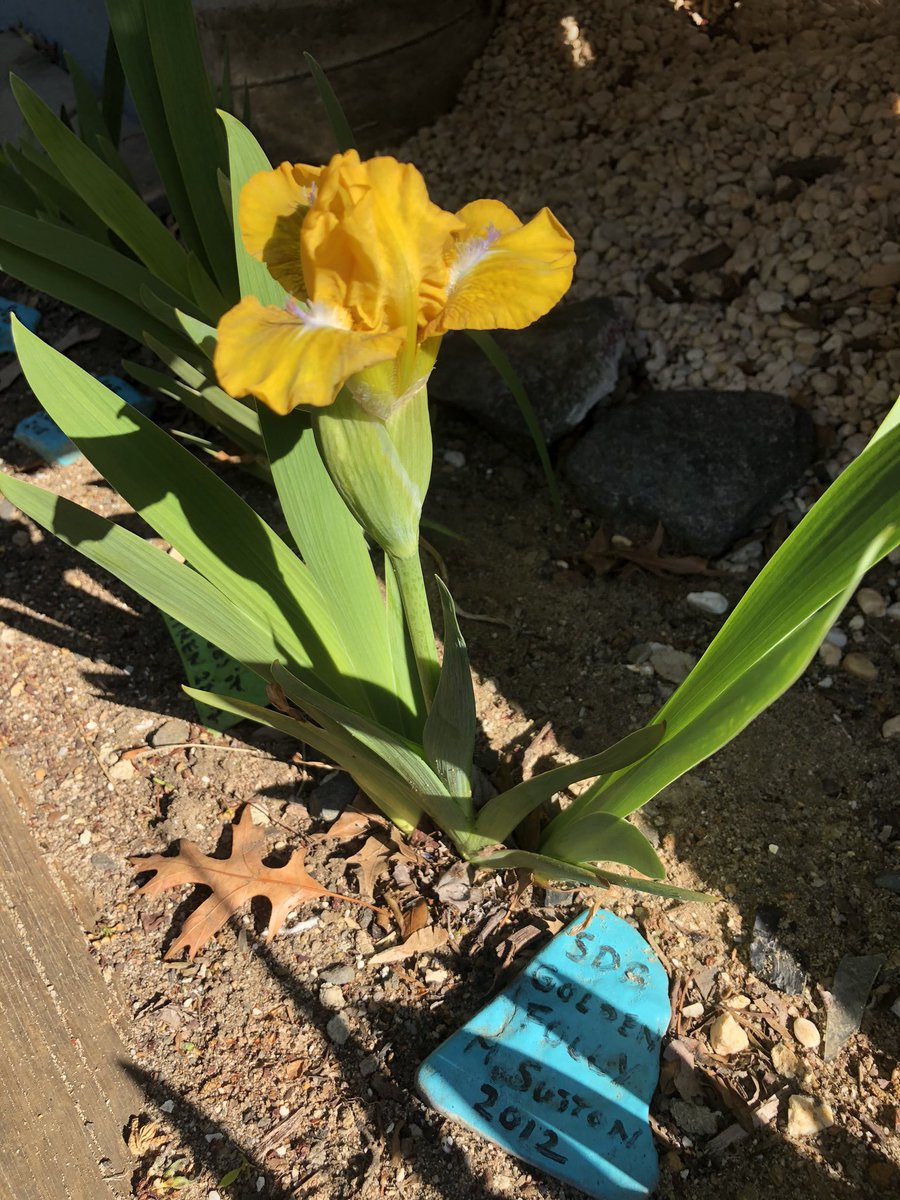 MikeHeter's tweet image. More #iris action at #HetersGarden - this one is #SDB #GoldenFolly by Mike Sutton - introduced in 2012. #irisgermanica #beardediris #newjersey #gardenstate