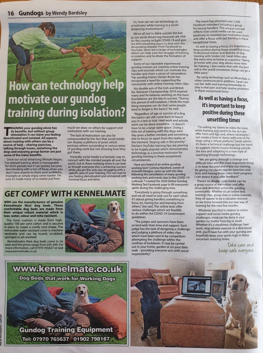 My article this week explores how the gundog community is coming together whilst staying apart #online #training @thecountrymansweekly #biddablebardsley #gundog #writer