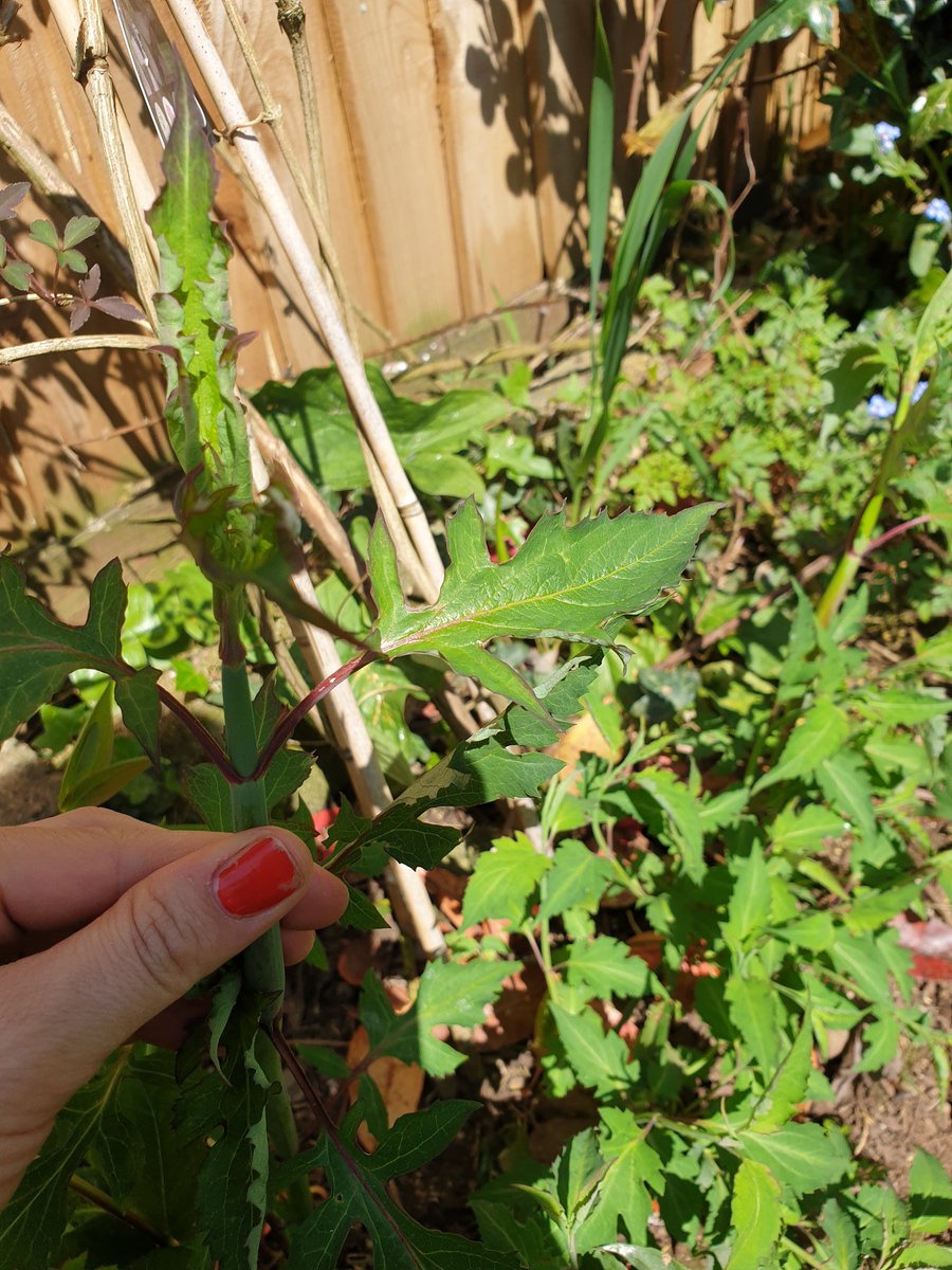Facebook and Reddit haven't ID'd this plant so far. Can twitter help? It has popped up in three patches in my new border. Stems look slightly bamboo-like. #plantID #plantidentification #gardening #gardeninghelp #GardenersWorld #garden #gardening #gardeningtips