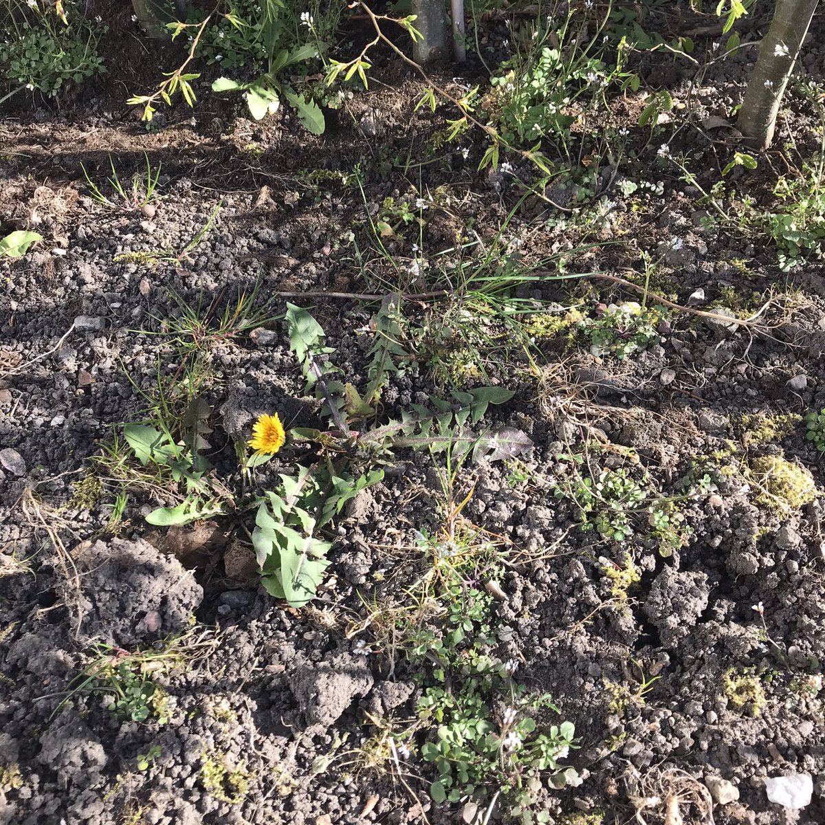 CamillaEOhlsson's tweet photo. What I like to do in my garden right now vs What I should be doing in my garden right now. #trädgårdstwitter #masterofprocrastination https://t.co/jXGwqhQuQk