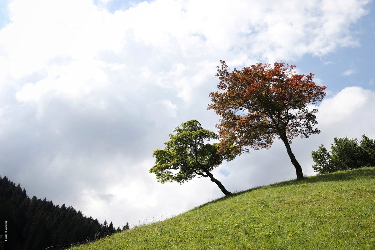 Dep_74's tweet photo. [RDV #Bellephoto] "Les 2 frères" 
Photo capturée par Dylan DEYMONAZ au #Reposoir, arrivé 2e dans la catégorie "Votre #arbre ou #forêt préférée" au palmarès "Jeunesse" de notre concours photo 2019 sur les Espaces Naturels Sensibles. 
Félicitations 👏 
#HauteSavoie https://t.co/W19Z04XxB6